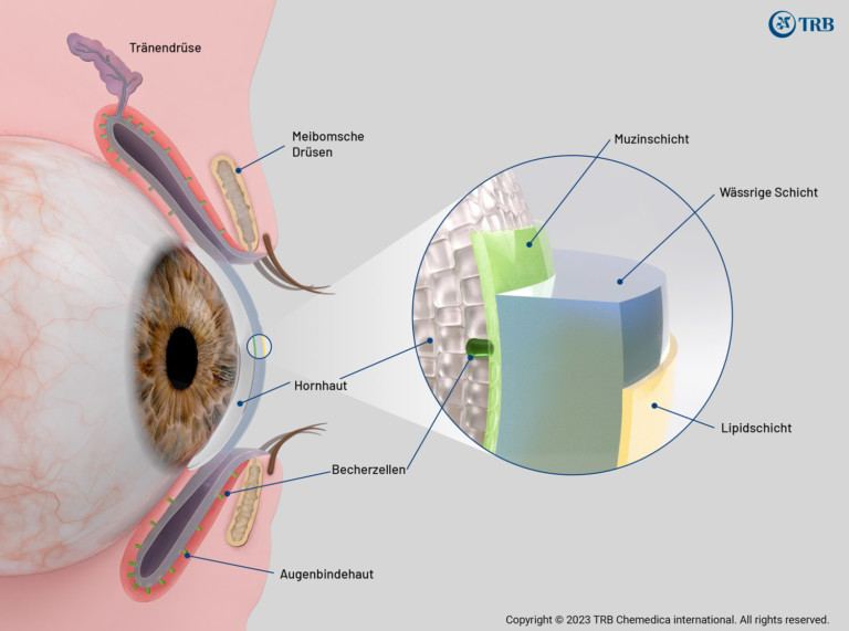 tear film visualization trb deutsch